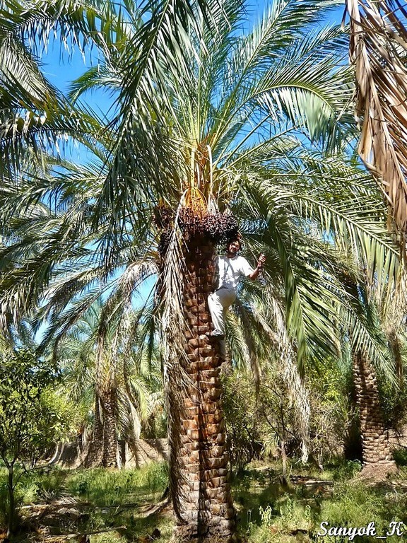3401 Baravat Date palms Baravat Date palms Барават Финиковые пальмы