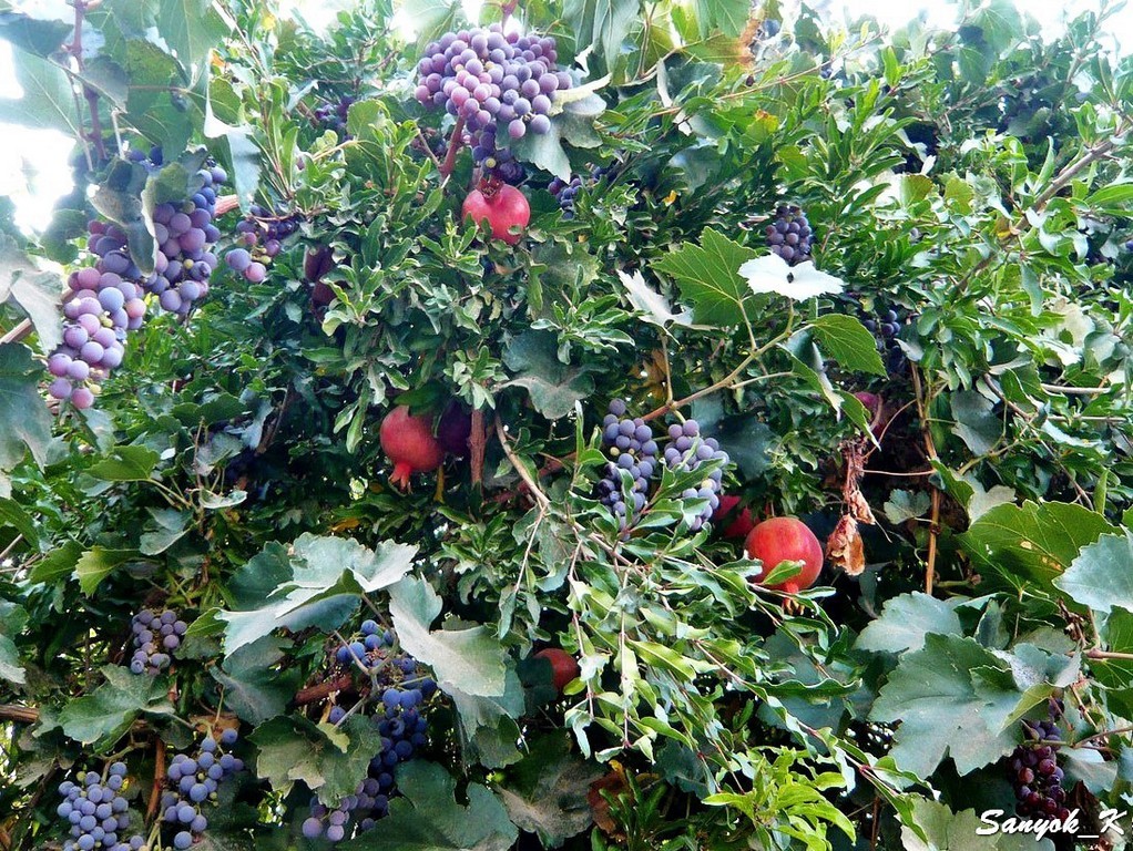 5565 Sirch Fruit gardens Сирч Фруктовые сады